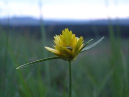 Cyperus sphaerocephalus flowers